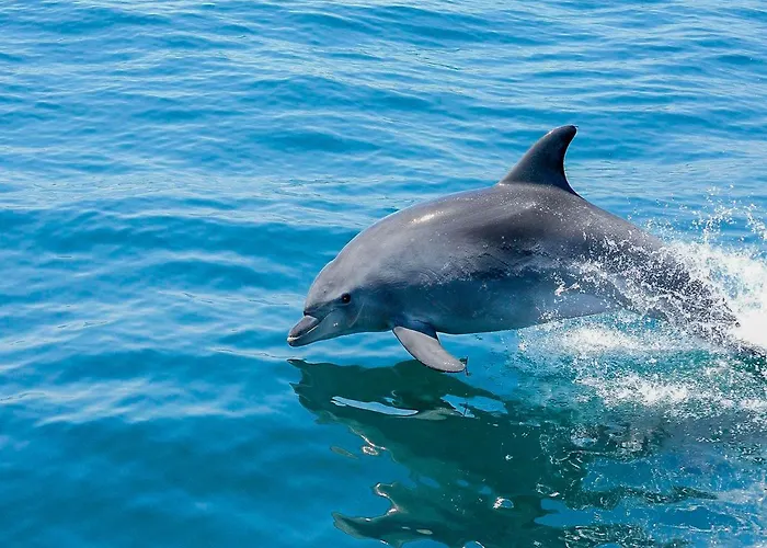 Luxury Alegria Gale Beach, Villa