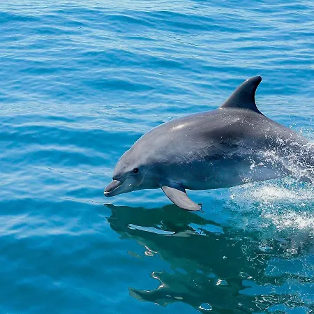 Luxury Alegria Gale Beach, Villa